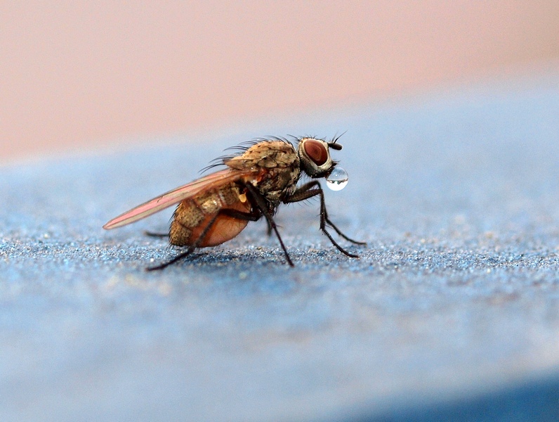 Altra Diptera da id.